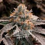 Blim Burn Seeds Gator Breath