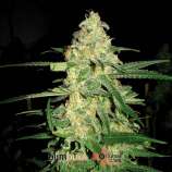 Blim Burn Seeds Original Clon