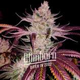 Blim Burn Seeds Platinum Cookies