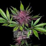 Blim Burn Seeds Sirius Black