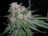 Bodhi Seeds Blue Tara