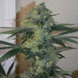 Bodhi Seeds Golden Triangle