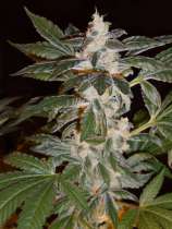 Bohemiaseeds Chronik Kush