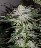 Bohemiaseeds Sweet Chem Kush