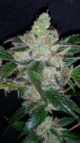 Bohemiaseeds Sweet Mendo Kush