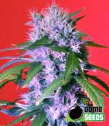 Bomb Seeds Berry Bomb