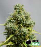 Bomb Seeds Big Bomb