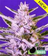 Bomb Seeds Ice Bomb