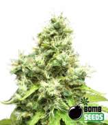 Bomb Seeds Medi Bomb #1