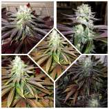 Boneyard Seeds Norcal 44DS