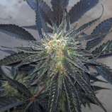 Boneyard Seeds Norcal G.W.AV OG