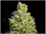 Breeder Seeds Crew Amnesia Rau300