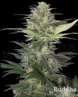 Buddha Seeds Red Dwarf