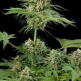 Bulk Seed Bank Moby Big