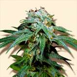 Bulk Seeds Black Widow