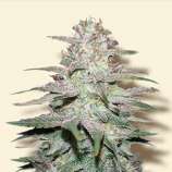 Bulk Seeds Lemon Skunk