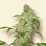 Bulk Seeds Nevill's Haze