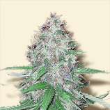 Bulk Seeds White Dwarf