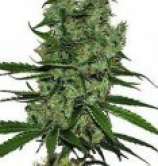 CBD Botanic CBD Somango