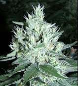 Cabin Fever Seed Breeders Goddess OG