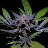 Cannabis Family Seeds Stellar Dream