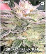 Cannabis Research Seed Co Berryfreak BX1