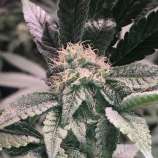 Cannarado Genetics Tenacious