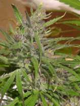 Capricorn Seed Company Super Silver Haze