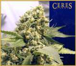 Ceres Seeds Northern Lights x Skunk #1