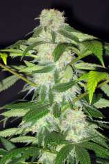 Chrome Seeds Pink Bazooka IX 1