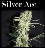 CopyCat Seeds Silver Ace