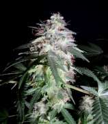 Crazy Diamonds Seed Company Dream Police