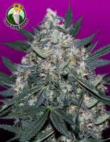 Crop King Seeds Black Indica