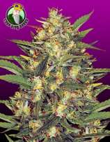 Crop King Seeds Early Vixen