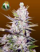 Crop King Seeds Haze Xtreme