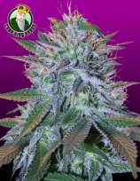 Crop King Seeds White Widow