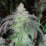 Cult Classics Seeds Powder Cakes F2