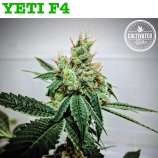 Cultivated Choice Genetics Yeti F4