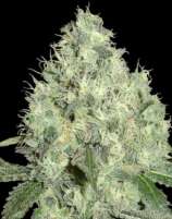 DNA Genetics Seeds 91 Krypt