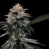 DNA Genetics Seeds Banana Sorbet