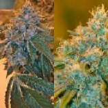 DNA Genetics Seeds Chocolope Kush