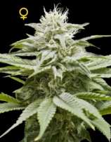 DNA Genetics Seeds IsLAnd