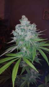 DNA Genetics Seeds Kandy Skunk