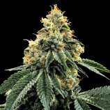 DNA Genetics Seeds Kosher Dawg