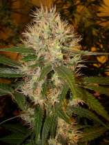 DNA Genetics Seeds Martian Mean Green