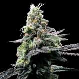 DNA Genetics Seeds Purple Kosher