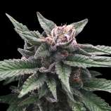 DNA Genetics Seeds Triple Scoop