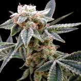 DNA Genetics Seeds White Alien