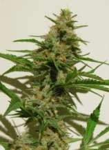 Dampkring Seed Bank Mexican Haze