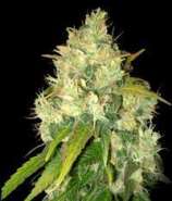 Delicious Seeds Black Russian